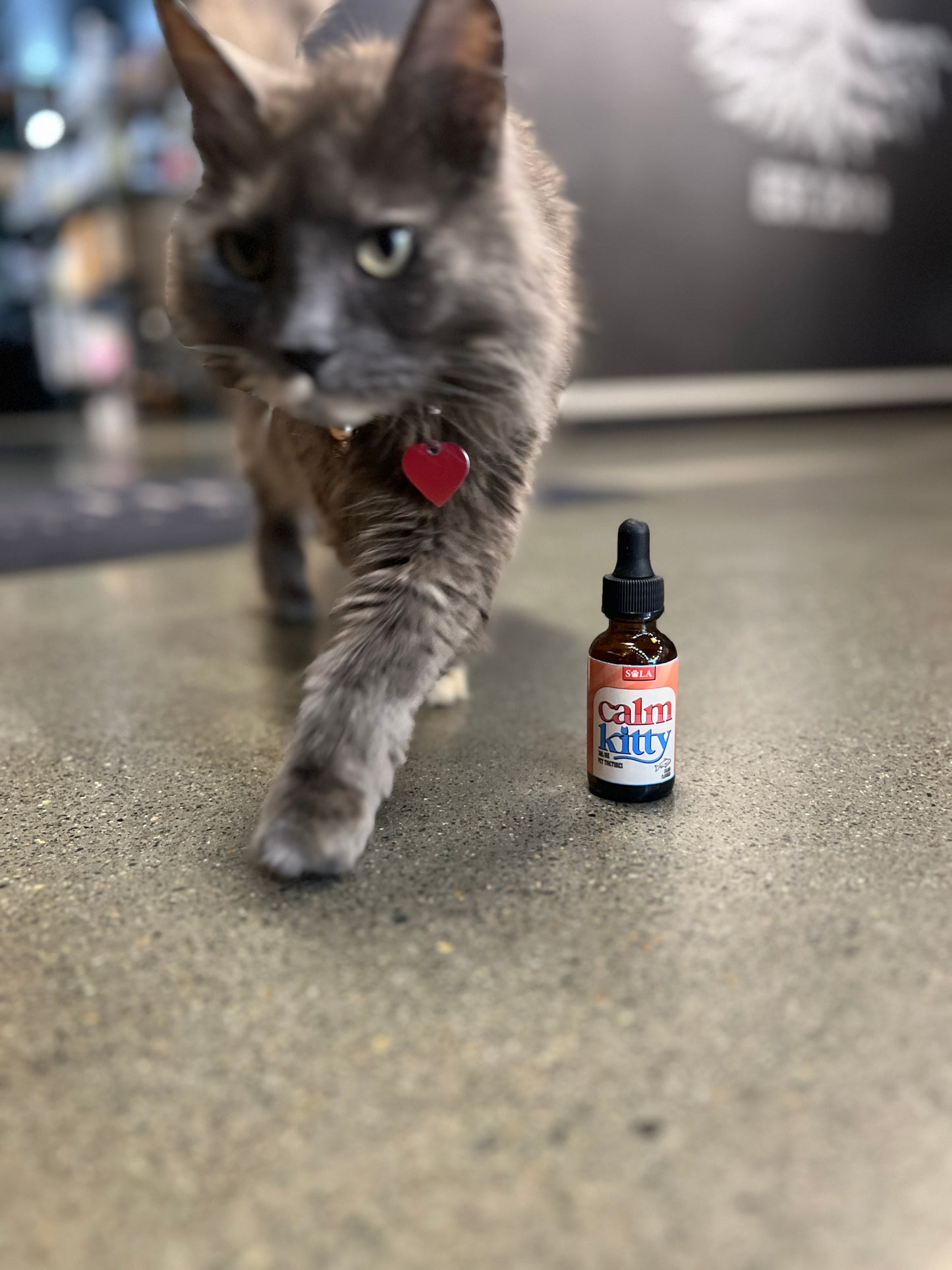 Calm Kitty Tincture